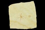 Jurassic Brittle Star (Sinosura) Fossil - Solnhofen #132412-1